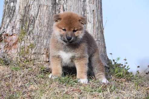 成約済の三重県の柴犬-300774の7枚目