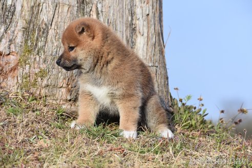 成約済の三重県の柴犬-300774の8枚目