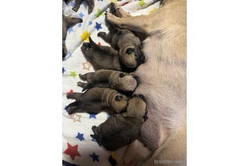 成約済の岡山県のパグ-300775の3枚目