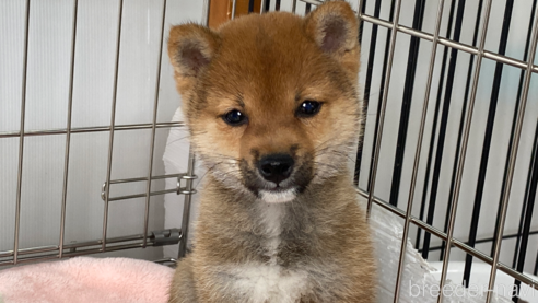 成約済の岡山県の豆柴-297717の1枚目