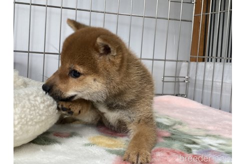 成約済の岡山県の豆柴-297717の2枚目