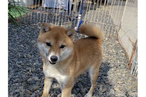 成約済の岡山県の豆柴-183172の1枚目