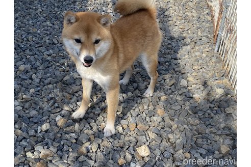 成約済の岡山県の豆柴-183172の5枚目