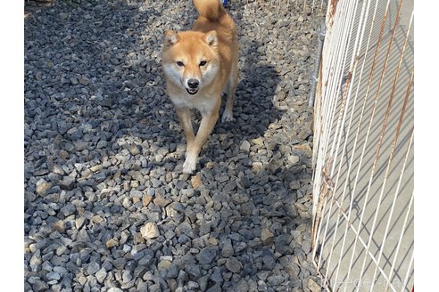 成約済の岡山県の豆柴-183172の4枚目