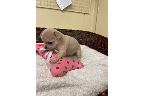 成約済の愛知県のチワワ(スムースコート)-300880の4枚目