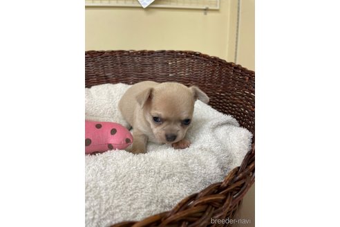 成約済の愛知県のチワワ(スムースコート)-300880の5枚目