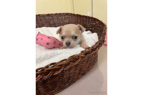 成約済の愛知県のチワワ(スムースコート)-300880の6枚目