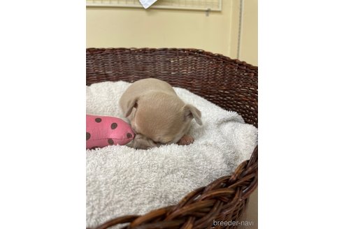 成約済の愛知県のチワワ(スムースコート)-300880の7枚目