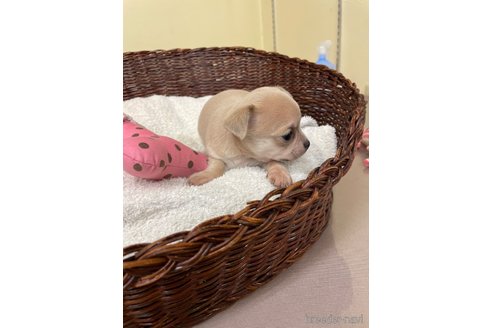 成約済の愛知県のチワワ(スムースコート)-300880の8枚目