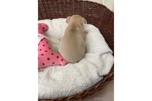 成約済の愛知県のチワワ(スムースコート)-300880の2枚目