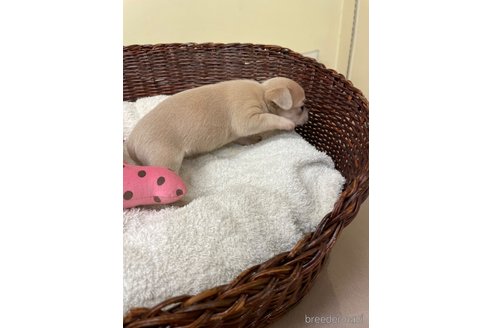 成約済の愛知県のチワワ(スムースコート)-300880の3枚目