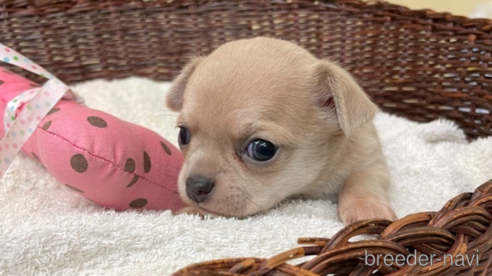 成約済の愛知県のチワワ(スムースコート)-300880の1枚目