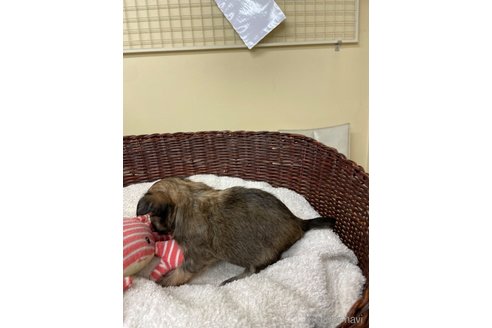 成約済の愛知県のチワワ(ロングコート)-300883の3枚目