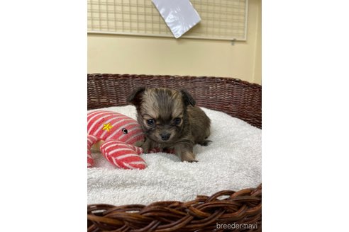 成約済の愛知県のチワワ(ロングコート)-300883の4枚目