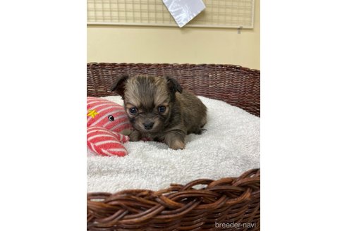 成約済の愛知県のチワワ(ロングコート)-300883の5枚目