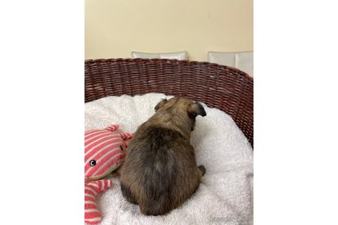 成約済の愛知県のチワワ(ロングコート)-300883の6枚目