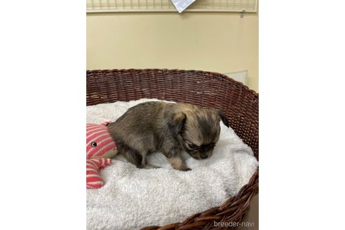 成約済の愛知県のチワワ(ロングコート)-300883の2枚目