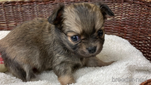 成約済の愛知県のチワワ(ロングコート)-300883の1枚目