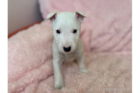 販売中の三重県のミニチュアブルテリア-298359