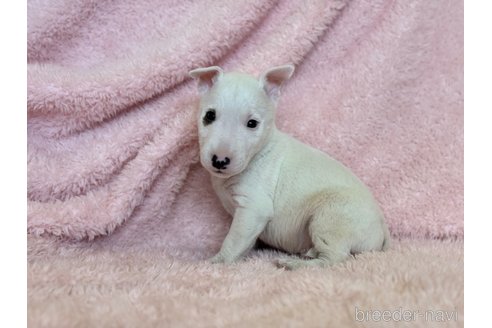 成約済の三重県のミニチュアブルテリア-298357の8枚目