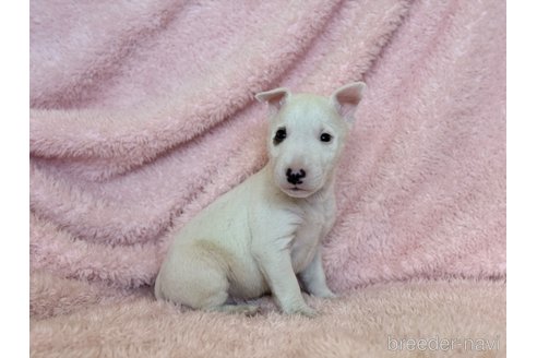 成約済の三重県のミニチュアブルテリア-298357の5枚目