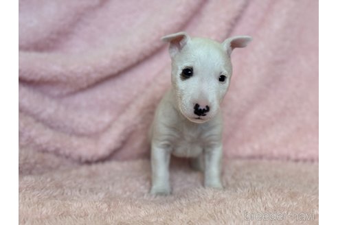 成約済の三重県のミニチュアブルテリア-298357の4枚目