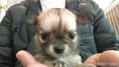 成約済の愛知県のチワワ(ロングコート)-295903の17枚目