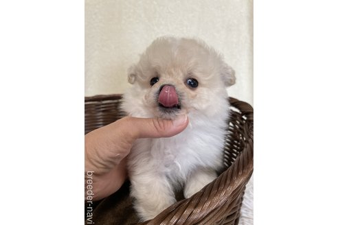 成約済の茨城県のミックス犬-298403の7枚目