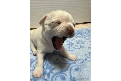 成約済の千葉県のチワワ(スムースコート)-297354の78枚目
