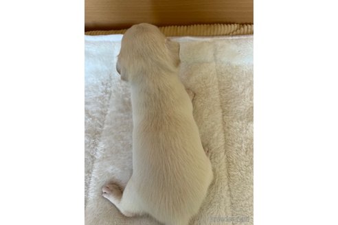成約済の千葉県のチワワ(スムースコート)-297354の76枚目