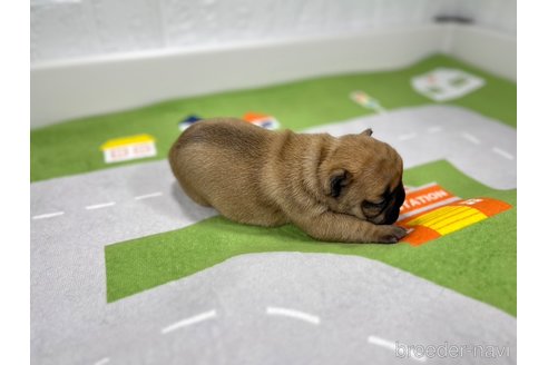 商談中の愛知県のフレンチブルドッグ-300992の3枚目