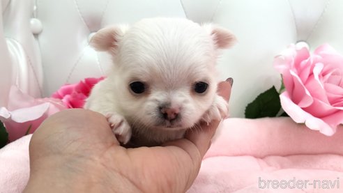 成約済の埼玉県のチワワ(ロングコート)-301004の23枚目