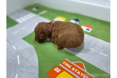 成約済の愛知県のトイプードル-301011の5枚目