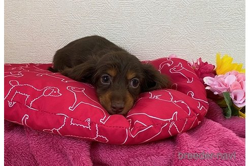 成約済の千葉県のカニンヘンダックスフンド(ロングヘアード)-301015の1枚目