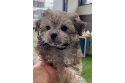 成約済の福岡県のチワマル:チワワ×マルチーズ-294080の3枚目