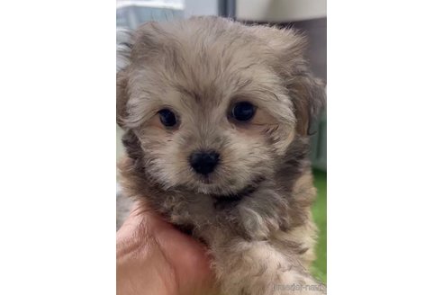 成約済の福岡県のチワマル:チワワ×マルチーズ-294080の5枚目