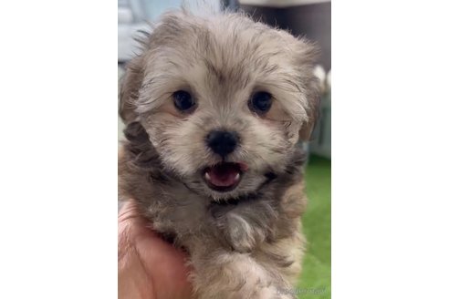 成約済の福岡県のチワマル:チワワ×マルチーズ-294080の4枚目