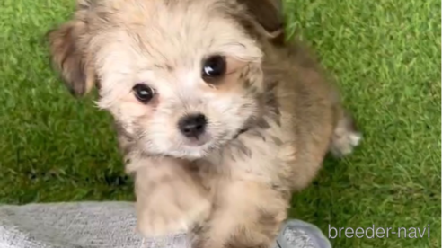 成約済の福岡県のチワマル:チワワ×マルチーズ-294080の2枚目