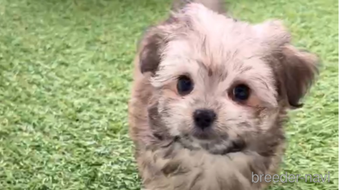 成約済の福岡県のチワマル:チワワ×マルチーズ-294080