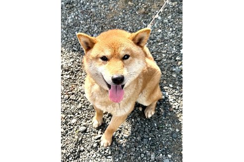 成約済の埼玉県の柴犬-301086の6枚目