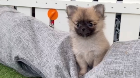 成約済の福岡県のポメチワ:ポメラニアン×チワワ-292999の12枚目