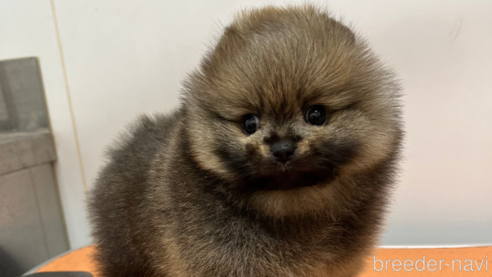 成約済の大阪府のポメラニアン-301122の1枚目