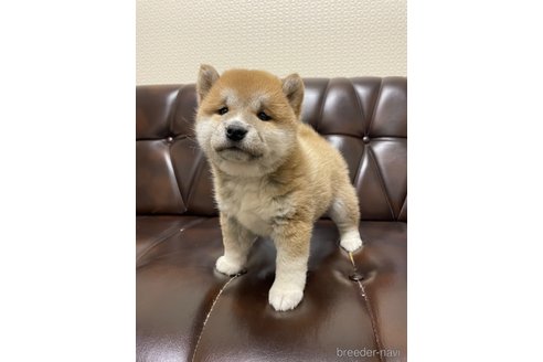 成約済の滋賀県の柴犬-296813の6枚目
