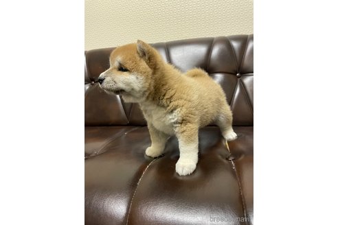 商談中の滋賀県の柴犬-296813の5枚目