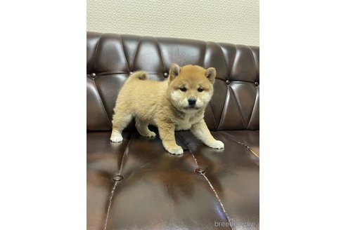 商談中の滋賀県の柴犬-296813の2枚目