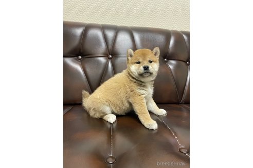 成約済の滋賀県の柴犬-296813の4枚目