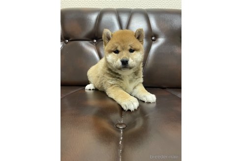 成約済の滋賀県の柴犬-296810の5枚目