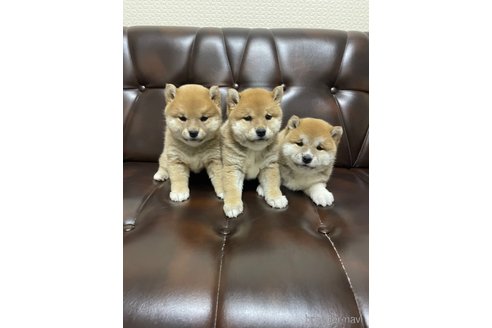 成約済の滋賀県の柴犬-296810の3枚目