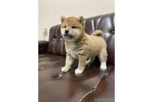 成約済の滋賀県の柴犬-296810の4枚目