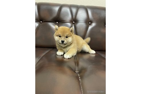 販売中の滋賀県の柴犬-296809の8枚目